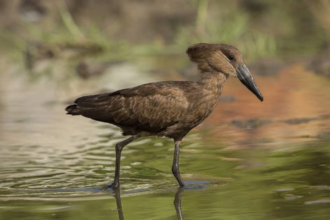 Hamerkop (Scopus umbretta), Gambia