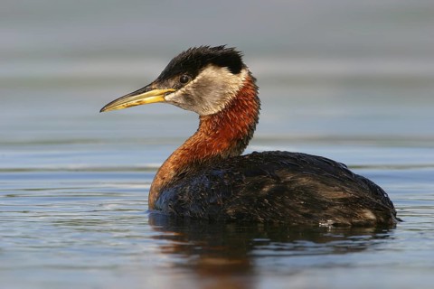Red-necked Grebe (Podiceps grisegena), Alaska, USA
