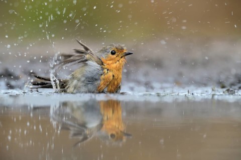 European Robin (Erithacus rubecula) bathing, Netherlands