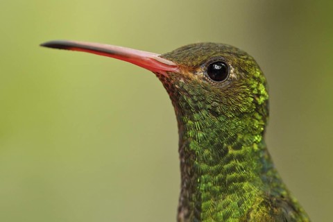 Rufous-tailed Hummingbird (Amazilia tzacatl), Ecuador
