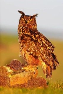 Big Eurasian Eagle Owl, bird sitting on the stone in the meadow with catch hedgehog. Beautiful rare