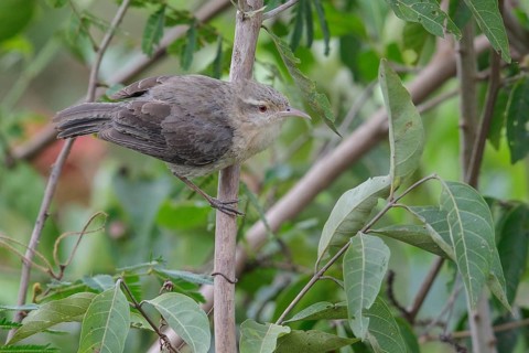 Thrush-like Wren (Campylorhynchus turdinus turdinus) perched on a branch in the Pantanal region of