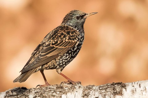 Common Starling (Sturnus vulgaris) perched on a trunk, Bavaria, Germany