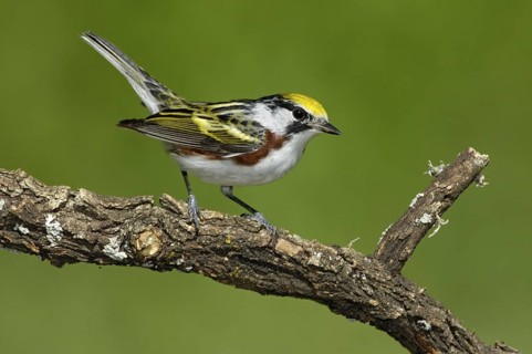 Chestnut-sided Warbler (Setophaga pensylvanica), Texas, USA