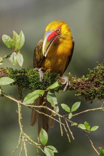 Saffron Toucanet (Pteroglossus bailloni) perched on a branch in the Atlantic rainforest of