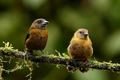 Passerini's Tanager (Ramphocelus passerinii) female with young, Costa Rica