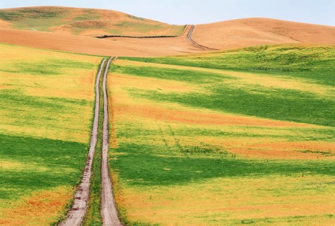 A winding dirt road cuts through the rolling hills of the Palouse, dividing vibrant green lentil