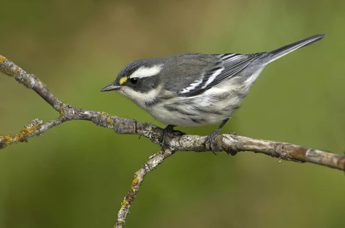 Black-throated Grey Warbler (Setophaga nigrescens), British Columbia, Canada