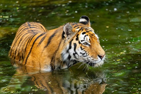 Siberian tiger (Panthera tigris tigris) swimming in a lake, captive, Germany