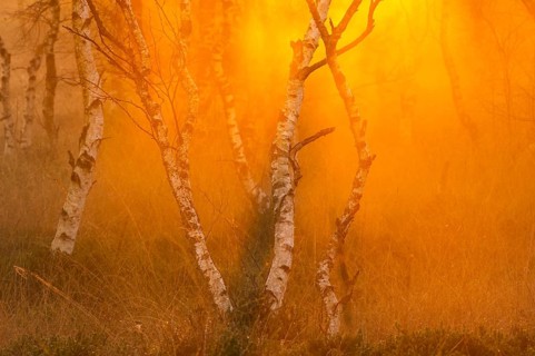 Birches (Betula) in the fog at dawn in the Molberger Dose, moor, raised bog, Molbergen, Lower