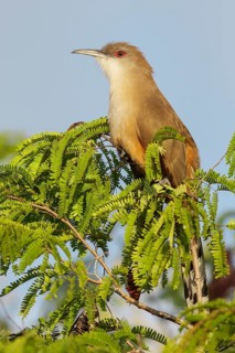 Great Lizard Cuckoo (Coccyzus merlini) perched on a branch in Cuba