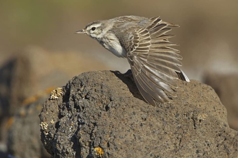 Berthelot's Pipit (Anthus berthelotii), Canary Islands, Spain