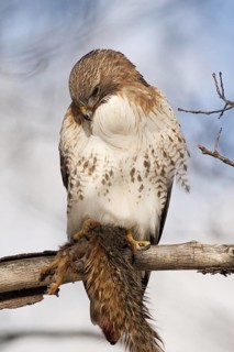 Red-tailed Hawk (Buteo jamaicensis), Michigan, USA