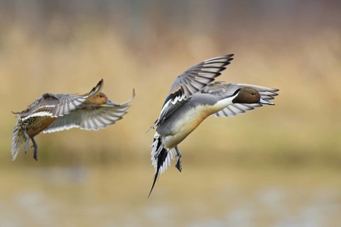 Northern Pintail (Anas acuta) pair flying, British Columbia, Canada