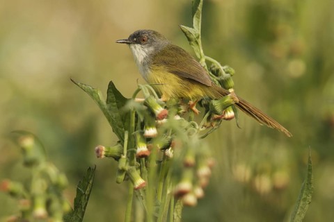 Yellow-bellied Prinia (Prinia flaviventris) male, Doi Lang, Thailand
