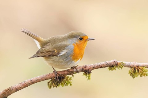 Robin (Erithacus rubecula), sitting on a branch covered with moss, foraging, winter feeding,