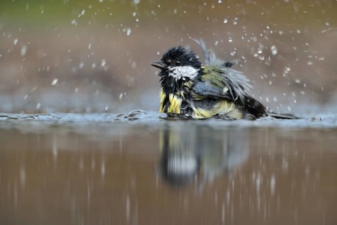Great Tit (Parus major) bathing, Netherlands