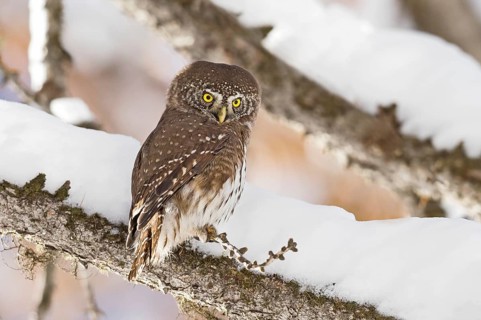 Eurasian Pygmy Owl (Glaucidium passerinum) perched on a snowy branch, Aosta Valley, Italy