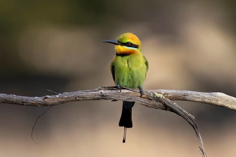 Rainbow Bee-eater (Merops ornatus) male perched on a branch, Victoria, Australia