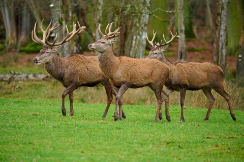 Three deer running together in a meadow in a dense forest, red deer (Cervus elaphus), Hesse,