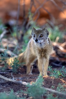 Fox mongoose (Cynictis penicillata), adult, alert, foraging, Mokala National Park, Northern Cape,