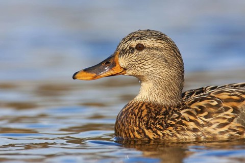Mallard (Anas platyrhynchos) female, British Columbia, Canada
