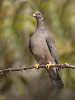 Band-tailed Pigeon (Patagioenas fasciata), California, USA