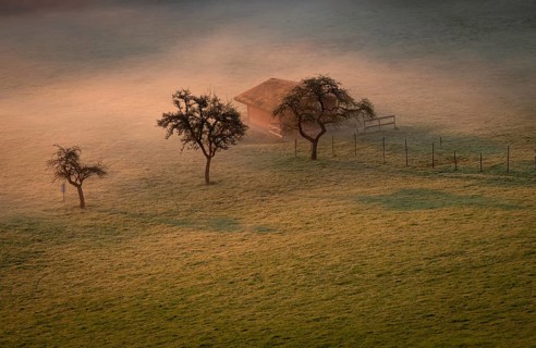 Fruit trees and keepers in a meadow, at sunrise, morning fog, Black Forest near Freudenstadt,