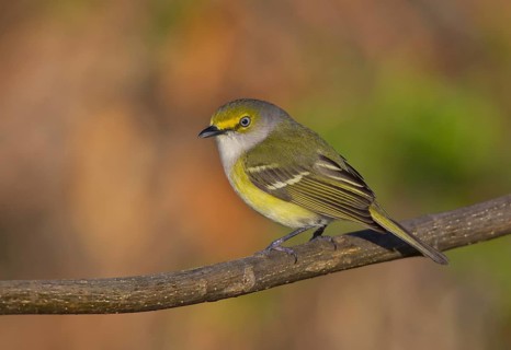White-eyed Vireo (Vireo griseus) 1st spring, male, Ohio, USA