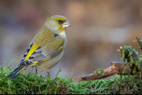 European Greenfinch (Chloris chloris), Lower Saxony, Germany
