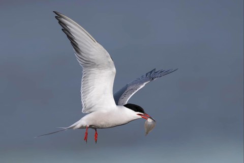 Common Tern (Sterna hirundo), Texel, Netherlands