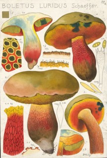 Mushroom, fungi, Lurid bolete, Suillellus luridus, syn. Boletus luridus, authentic reproduction of