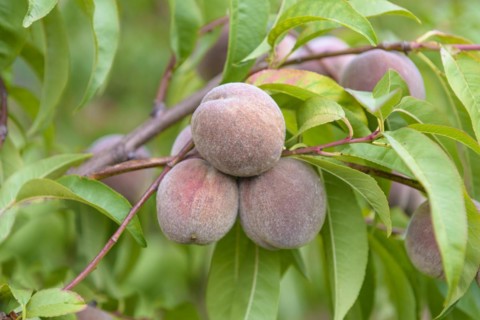 Peach (Prunus persica 'Roter Weinbergpfirsich'), LVG Erfurt, Erfurt, Thuringia, Germany