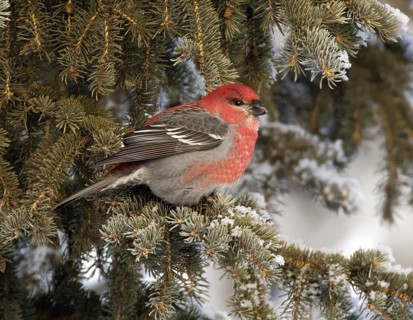 Pine Grosbeak (Pinicola enucleator) male, Saskatchewan, Canada