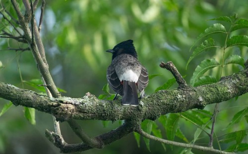 A Red-vented Bulbul (Pycnonotus cafer) on a tree branch, Sreepeur, Gazipur