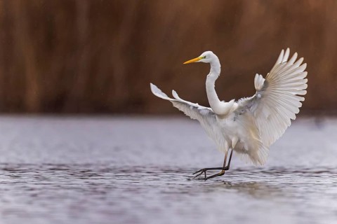 Great Egret (Ardea alba) landing, Saxony-Anhalt, Germany