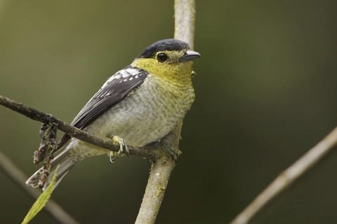 Barred Becard (Pachyramphus versicolor) male perched on a branch, Ecuador