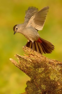 Grey Catbird (Dumetella carolinensis) male, Texas, USA