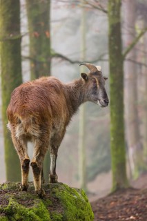 A female Himalayan Tahr (Hemitragus jemlahicus) stands in the forest on a foggy day