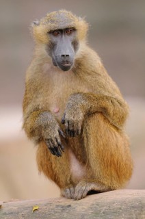 A baboon sits attentively and gazes into the distance, Guinea baboon (Papio papio), captive,