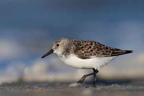 Avocet (Recurvirostra avosetta), Texel, Netherlands