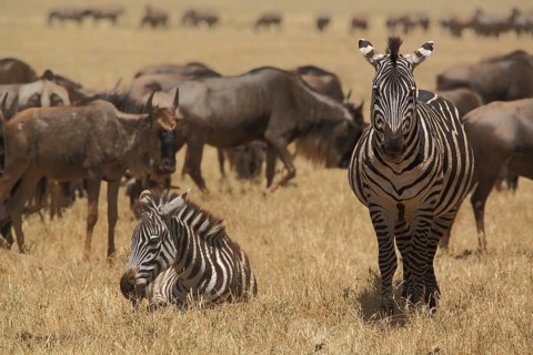 Two plains zebras (Equus quagga) and herd of blue wildebeest (Connochaetes taurinus), lying,