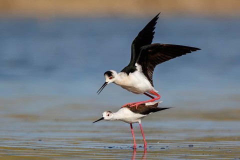 Black-winged Stilt (Himantopus himantopus) pair mating, Lesvos, Greece