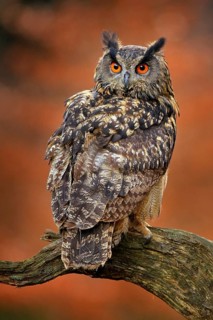 Eagle Owl, Bubo bubo, with open wings in flight, forest habitat in background, orange autumn trees.
