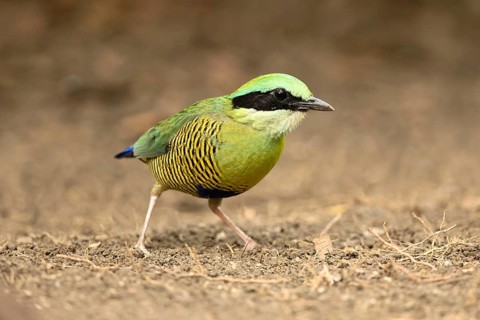 Bar-bellied Pitta (Hydrornis elliotii) male perched on the ground, Cat Tien National Park, Vietnam