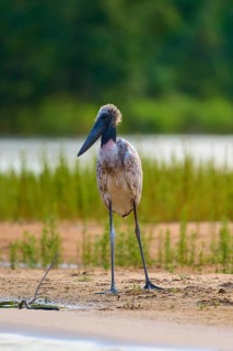 A mammoth stork stands on a sandy bank overlooking the water, Jabiru (Jabiru mycteria), Pantanal,