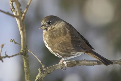 Sooty Fox Sparrow (Passerella unalaschcensis), British Columbia, Canada