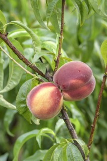 Peach (Prunus persica 'Spring Lady'), Baum- und Rebschule Schreiber KG, Poysdorf, Lower Austria,