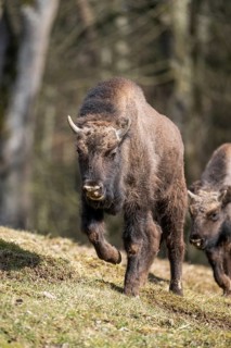 European bison (Bison bonasus) on a meadow, Bavaria, Germany