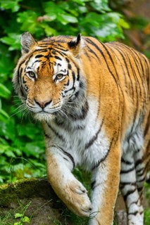 Siberian tiger (Panthera tigris tigris) walking through bushes on a rainy day, captive, Germany